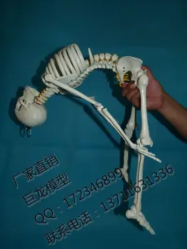Модель скелета человеческого скелета длиной 85 см