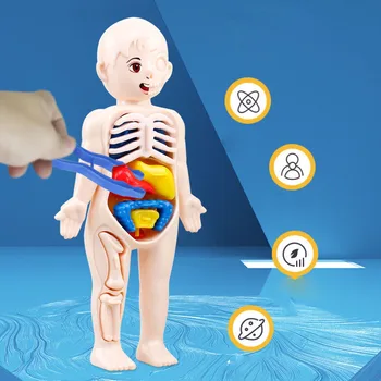 Набор из 14 предметов, детская наука и образование, модель органов человеческого тела, собранные своими руками Медицинские игрушки для раннего обучения
