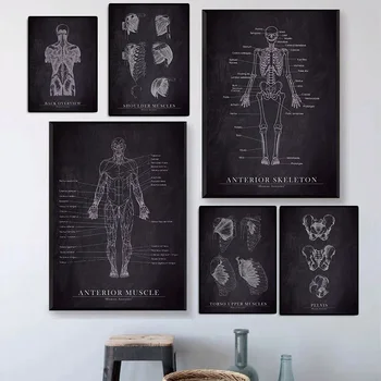 Плакат с анатомией человеческого тела, Скелет, Винтажное произведение искусства, Медицинская клиника, настенное искусство, Мышечный орган, холст, живопись, Декор комнаты